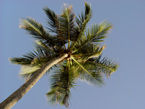 South Beach Palm Tree upward angle