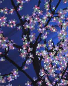 Lighted Cherry Blossom Trees